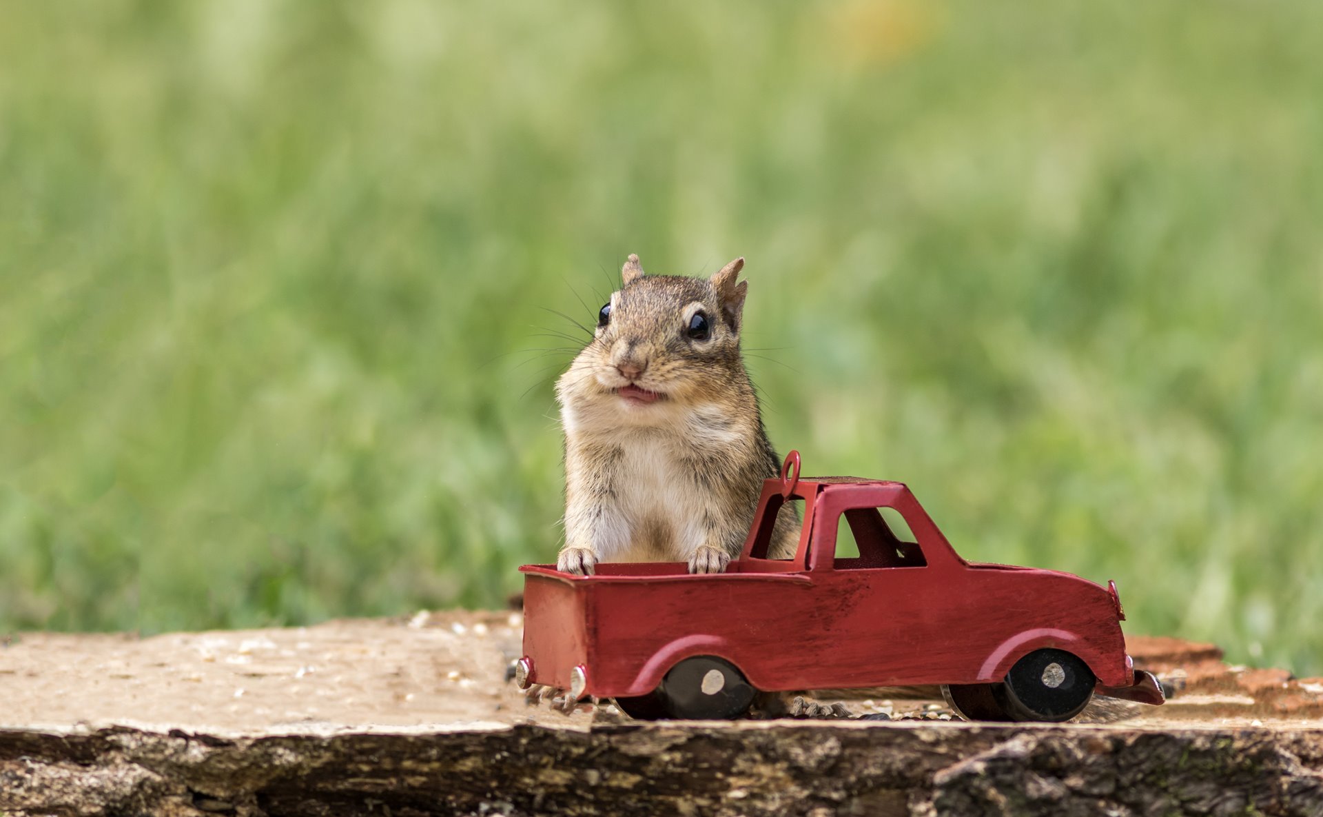 chipmunk-stuffs-checks-with-peanuts-out-of-red-truck-for-fall-season.jpg chipmunk-stuffs-checks-with-peanuts-out-of-red-truck-for-fall-season.jpg